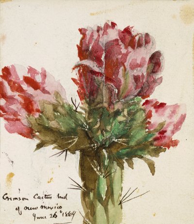 Crimson Cactus Bud of New Mexico by Vincent Colyer